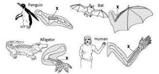 Which structures provide evidence that these organism share a common ancestor and-example-1