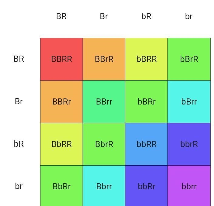 Set up a punnet square using the following information Dominate allele for black fur-example-1