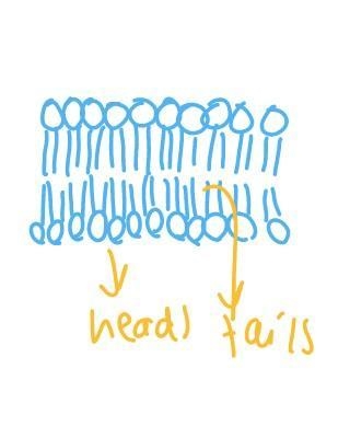 What do these terms hydrophilic and hydrophobic mean and how do they relate to the-example-1