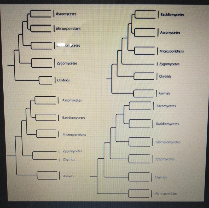 The following question refers to the following phylogenetic trees. Which tree depicts-example-1