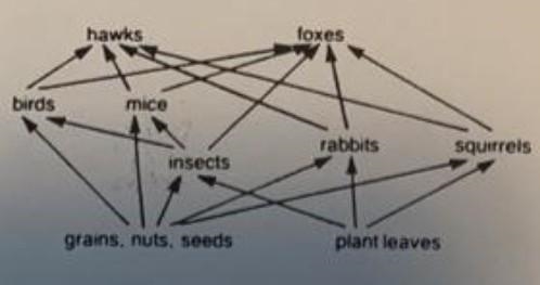 The food web ilustrated is hypothentical in reality, it could be expected that food-example-2