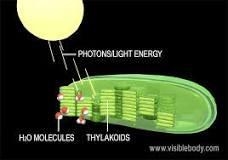 Describe the light dependent process-example-1