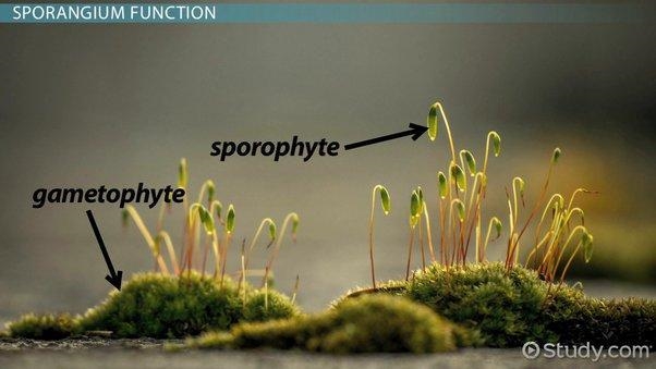 What is the function of the sporangium? question 11 options: a) passes characteristics-example-1