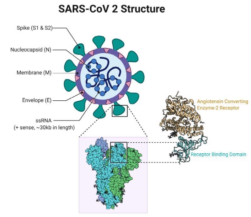 Identify the parts of the SARA-CoV-2 virus 7.type the correct part of the virus, indicated-example-1