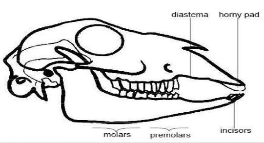 Is this animal a carnivore or an herbivore? How do its teeth help it obtain food?​-example-1