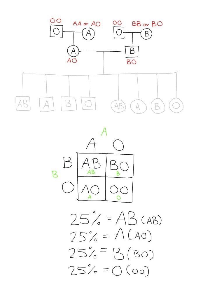 S: Pedigree & Punnett Square Human blood exhibits three different alleles. The-example-1