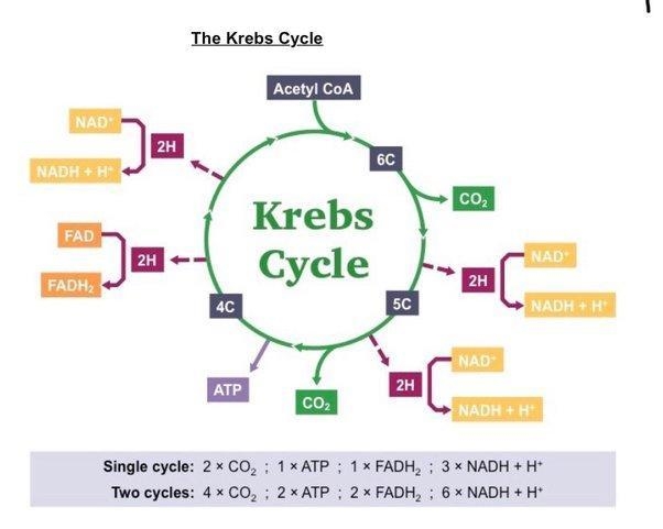 In what organelle do the kreb’s cycle and the electron transport chain take place-example-2