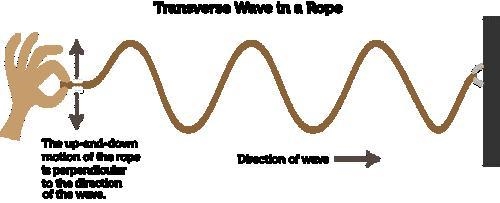 Waves where the particels travel at right angles to the driction of the wave itself-example-1