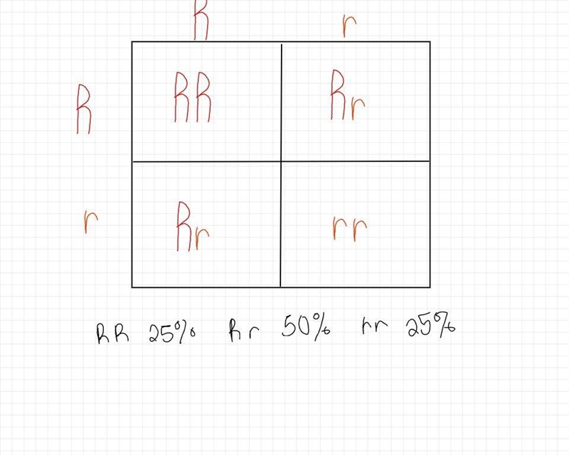 6. Make a Punnett square for the cross between two heterozygous birds. 7. What is-example-1