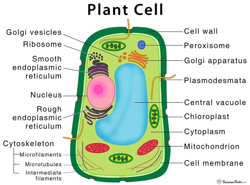 Identify the following structure: A. Cell Membrane ~ B. Cell Wall ~ C. Mitochondria-example-1