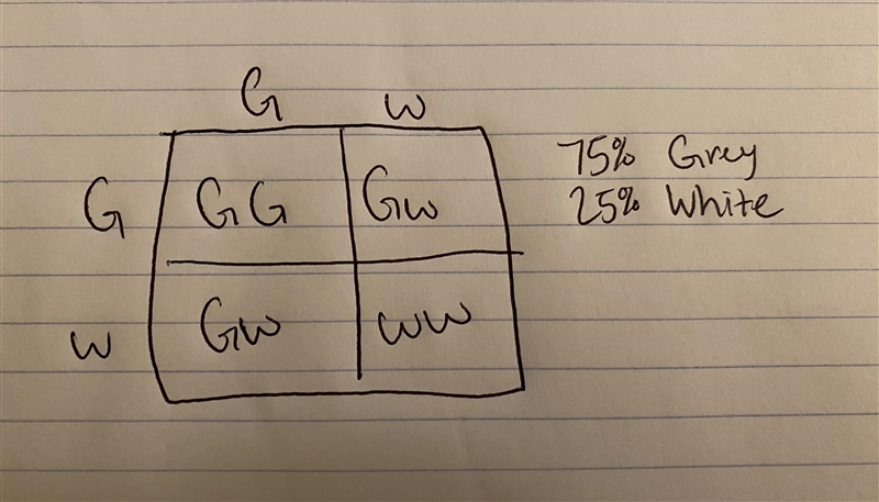 What are the chances of two grey dogs (grey the dominant G) with a recessive white-example-1