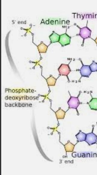 1. What is DNA? 2. how are nitrogen bases arranged in a DNA molecule? 3. what determines-example-1