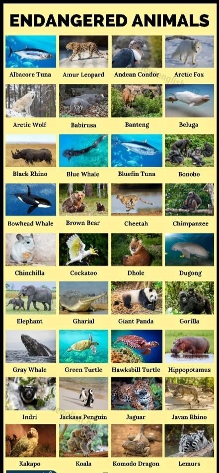 Endangered Species List :)-example-1