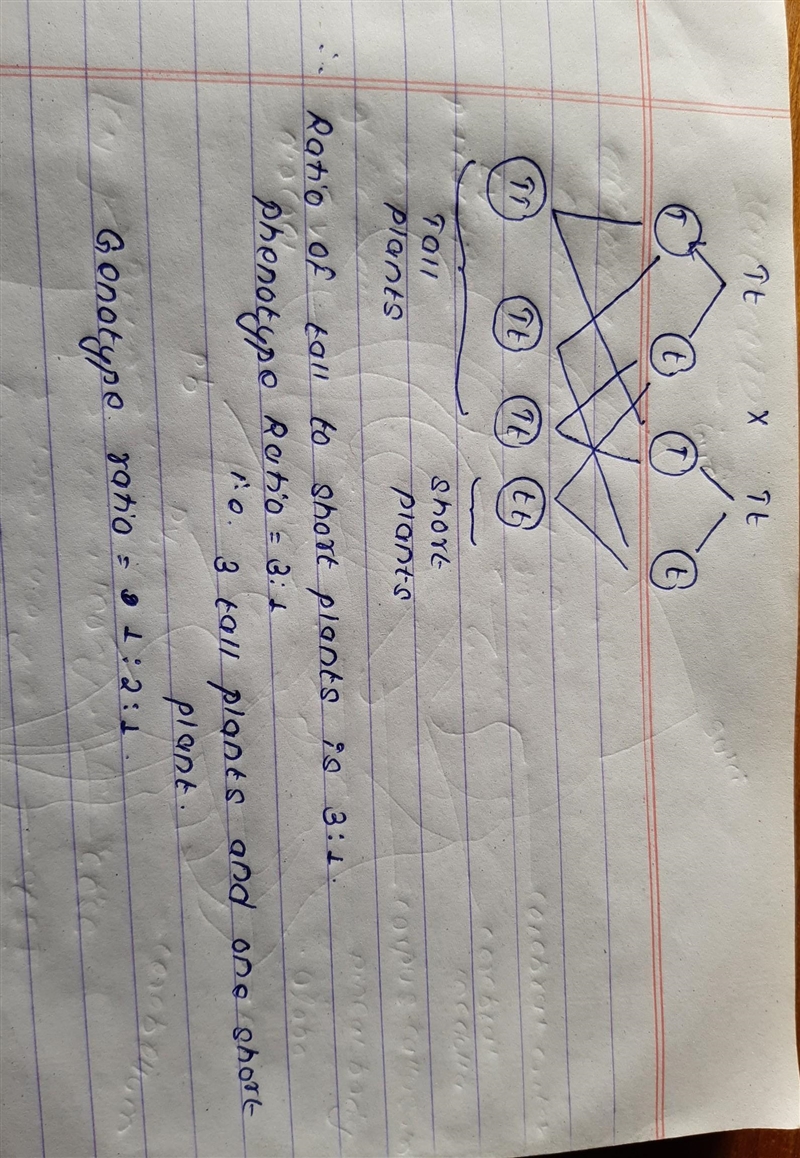 A plant TT for tall height is crossed with a plant tt for short heightThe offspring-example-1