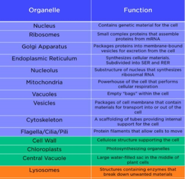 A.Identify the organelle b.Name the structure labelled K c.state two functions of-example-1