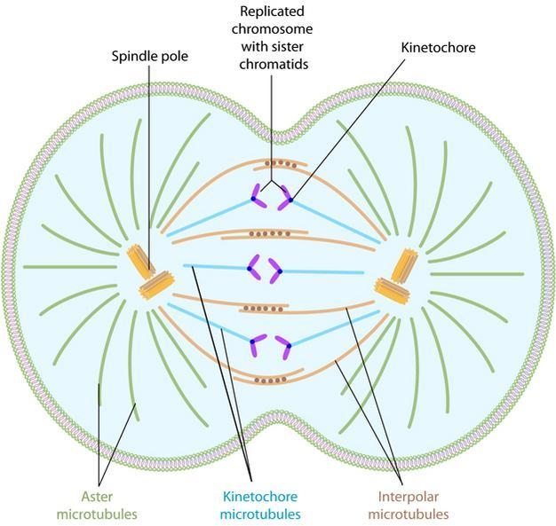 3. Draw what a daughter cell would look like when it is in metaphase of mitosis-example-1