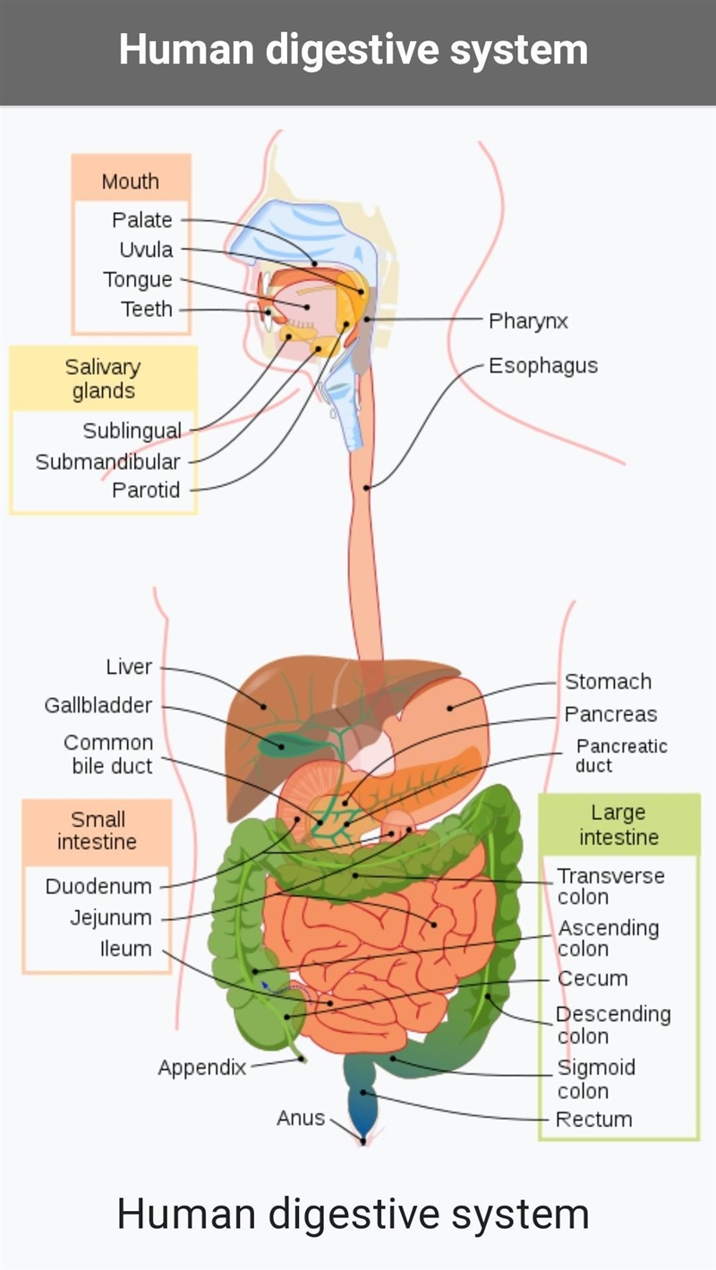 Explain human digestive system​-example-1