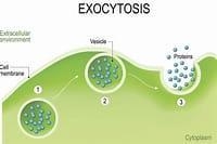 What is one function that exocytosis carries out in the human body?-example-1