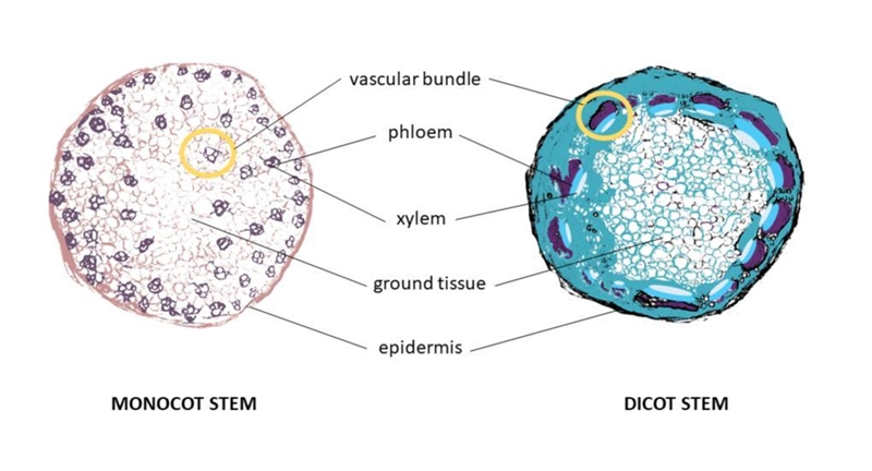 ASAP!! 11/16/22 draw and label the arrangement of vascular tissue in a monocot stem-example-1