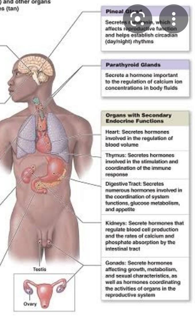 It is about hormones.-example-2