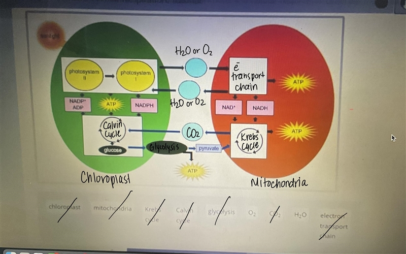 Drag each tile to the correct location. Plants need to perform the processes of photosynthesis-example-1