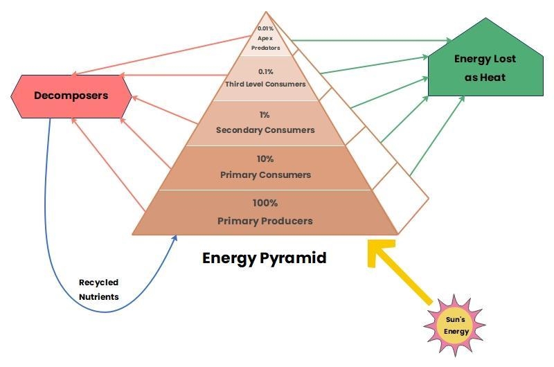 What does a pyramid of energy describe?-example-1