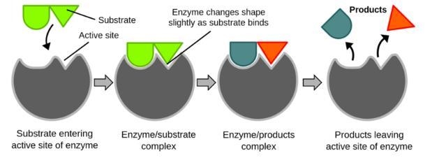 A RESEARCHER, WHILE ISOLATING AN ENZYME, FINDS AN INCREASE IN THE ACTIVITY OF THE-example-1