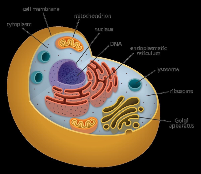 Identify the following structure: A. Cell Membrane ~ B. Cell Wall ~ C. Mitochondria-example-2