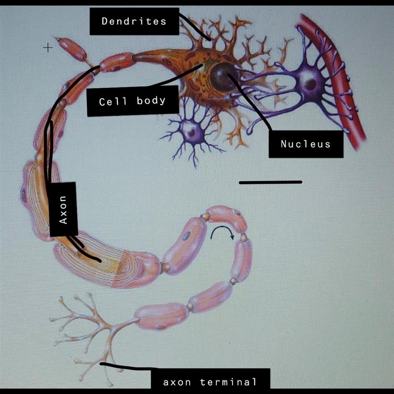 Label Word Bank: Glial cell Axon Axon terminal Nucleus Dendrites Cell body ​-example-1