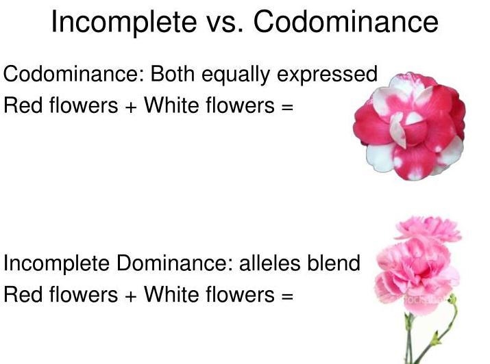 PLEASE HELP! A flower has the genotype for red and white petals. Describe the offspring-example-1