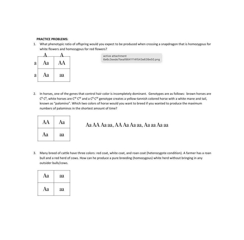 Fill in the Punnet Square-example-1