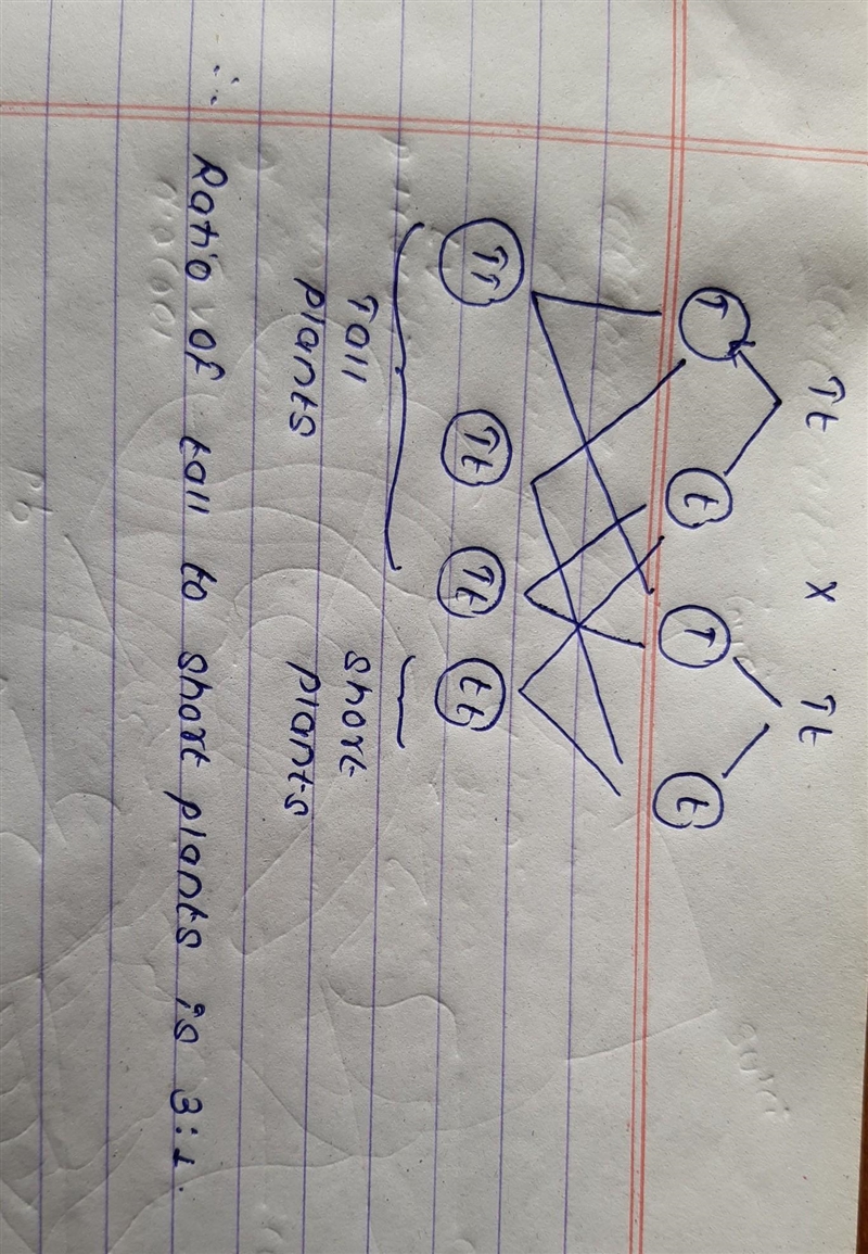 Cross Tt x Tt what is the excepted ratio of tall to short plants?-example-1