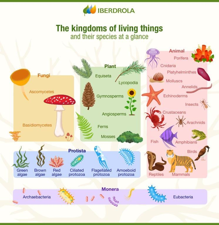 Name all of the kingdoms of living things, indicate how they relate to each other-example-1