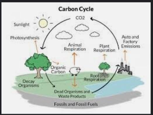 Explain the roles that living organisms play in the carbon cycle.-example-1