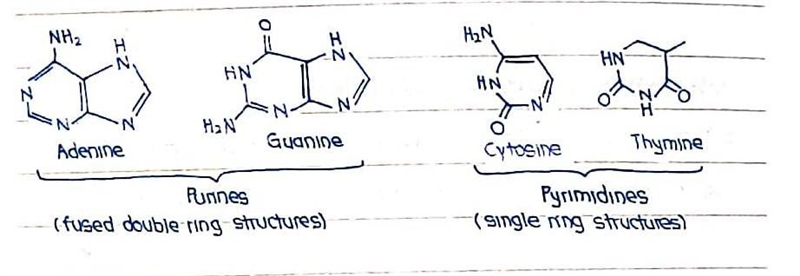 Which elements are common to all four of the base nucleotides found in DNA? Select-example-1