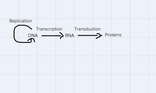 The 2nd step of the Central Dogma is called ____________________. In this process-example-1