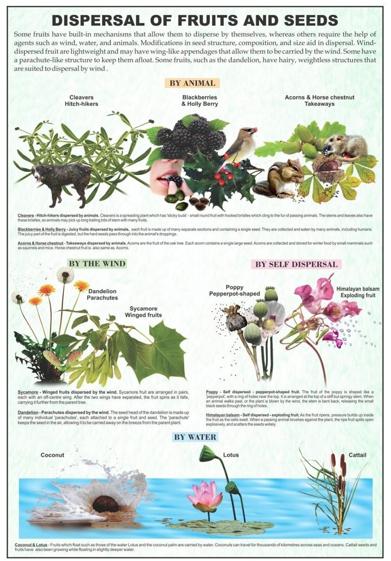 Go outdoors and look for ten different plants. See if you can figure out which type-example-3