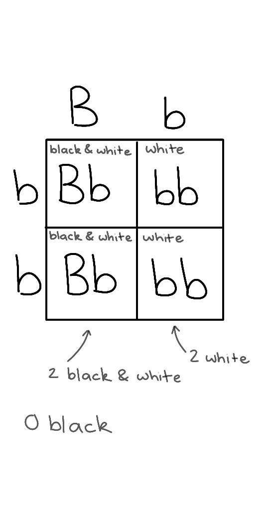 7. If a chicken with a codominant feather color (black-B, white-b) were Bb and was-example-1