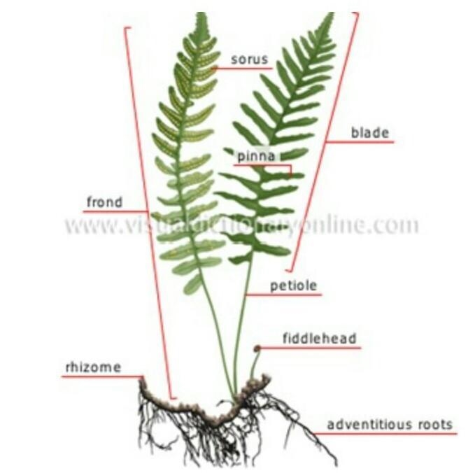 Diagram of a fern and its labellings​-example-1