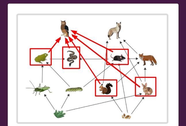 The owl in this diagram is considered to be a carnivore scavenger omnivore herbivore-example-1