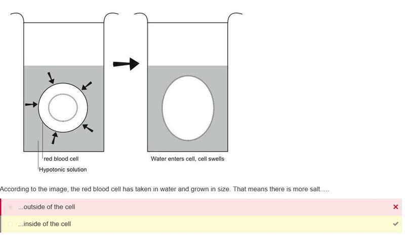 A red blood cell has taken in water and grown in size. That means there is more salt-example-1