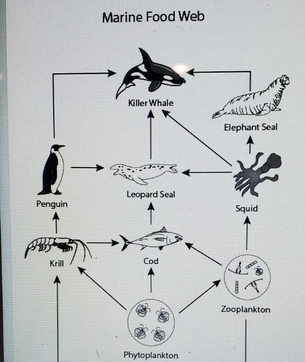 How does energy move in the food web picture? a-from zoo plankton to squid b-from-example-1