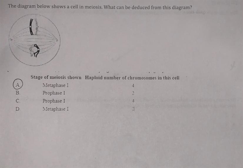 Stage of meiosis shown-example-1