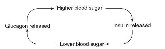 50 POINTS!!! ASAP Insulin and glucagon are hormones that affect blood sugar levels-example-1