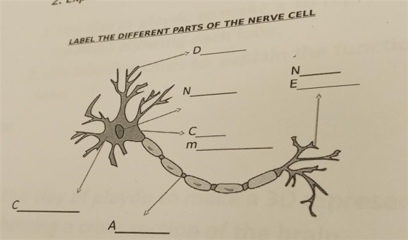 1. Label the different parts of the nerve cell. 2. Explain the function of each part-example-1