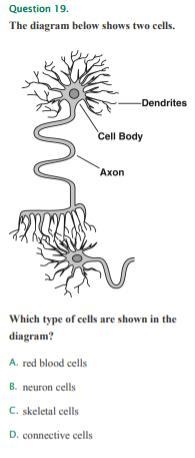 Which type of cells are shown in the diagram? (diagram in link/screenshot) A. red-example-1