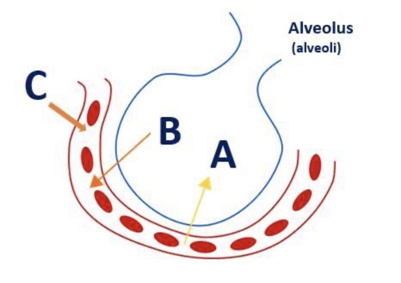 Which of the following represents arrow A? (Look at Photo) A. Carbon Dioxide B. Glucose-example-1