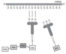 A model of a biological process is shown. What is the purpose of this process?-example-1