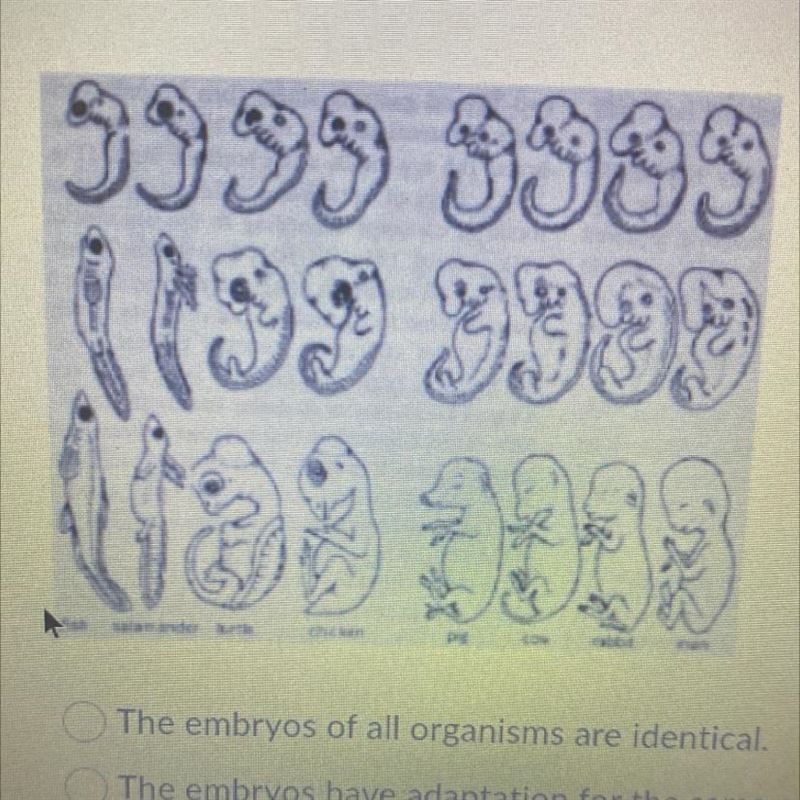 How does comparing the embryos of different organisms support the theory of evolution-example-1