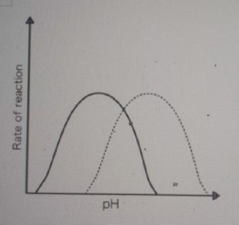 1. The graph below shows rate of reaction data for 2 different enzymes. One of these-example-1